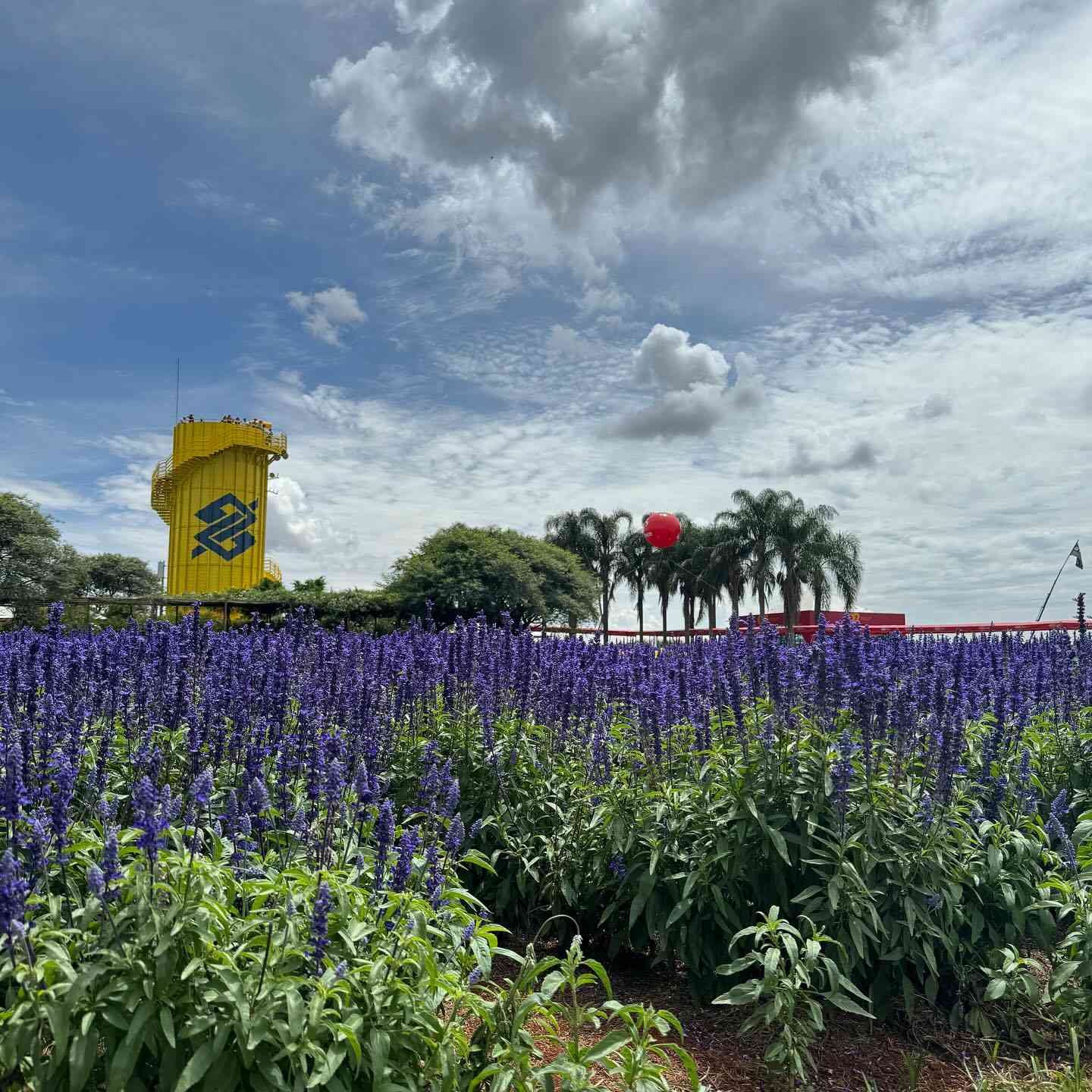 lavanda.jpg