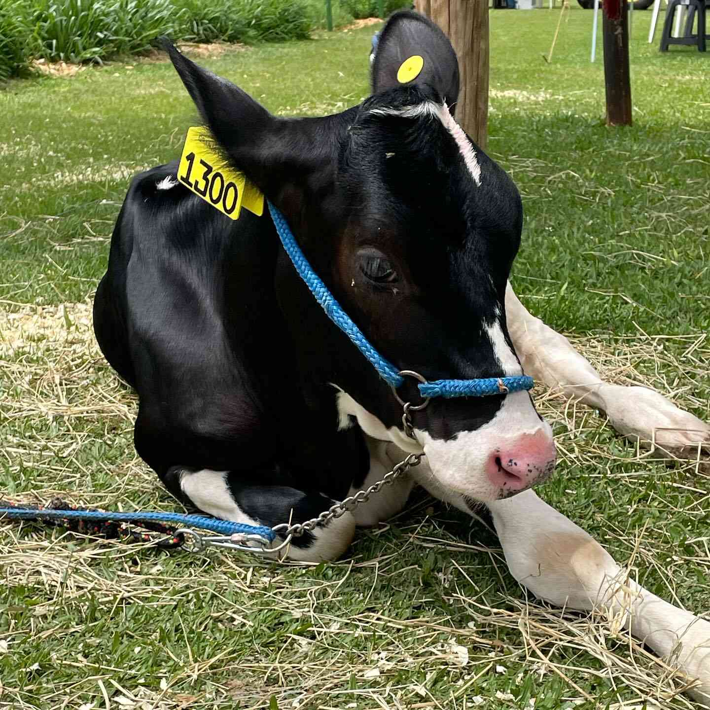 vaca.jpg